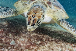 Nice turtle at the salt Pier of Bonaire by Beate Seiler 